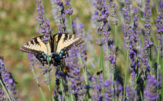 Butterfly at Lavender Fields